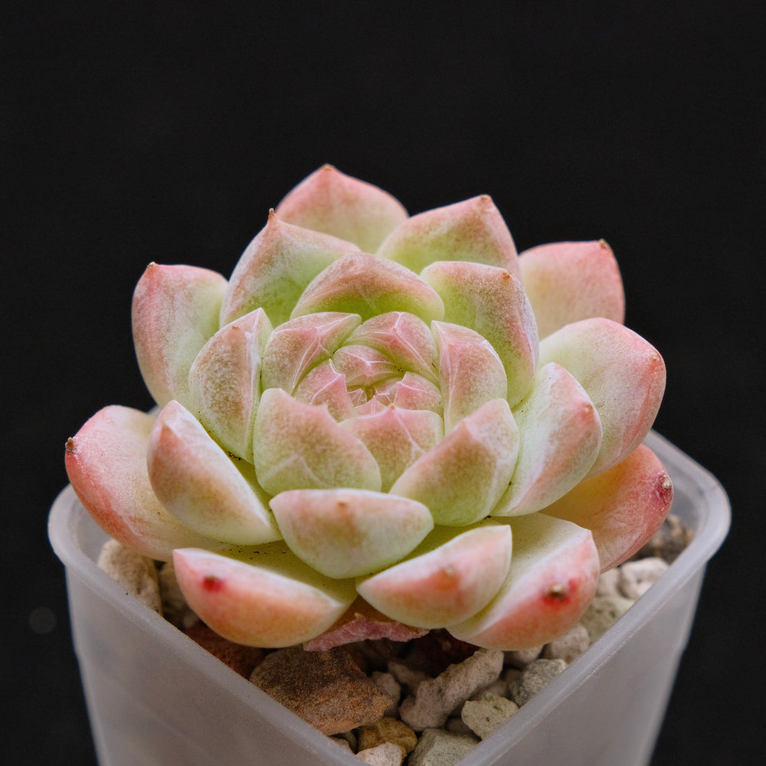 Echeveria hybrid imported Succulent Plant 溏心杂