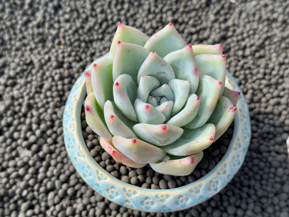 Big Echeveria colorata cultivar Korean Succulent Plant