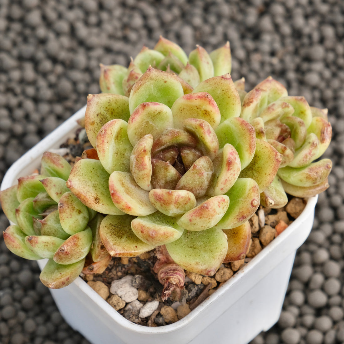 Echeveria Black Rose hybrid Imported Succulent Plant