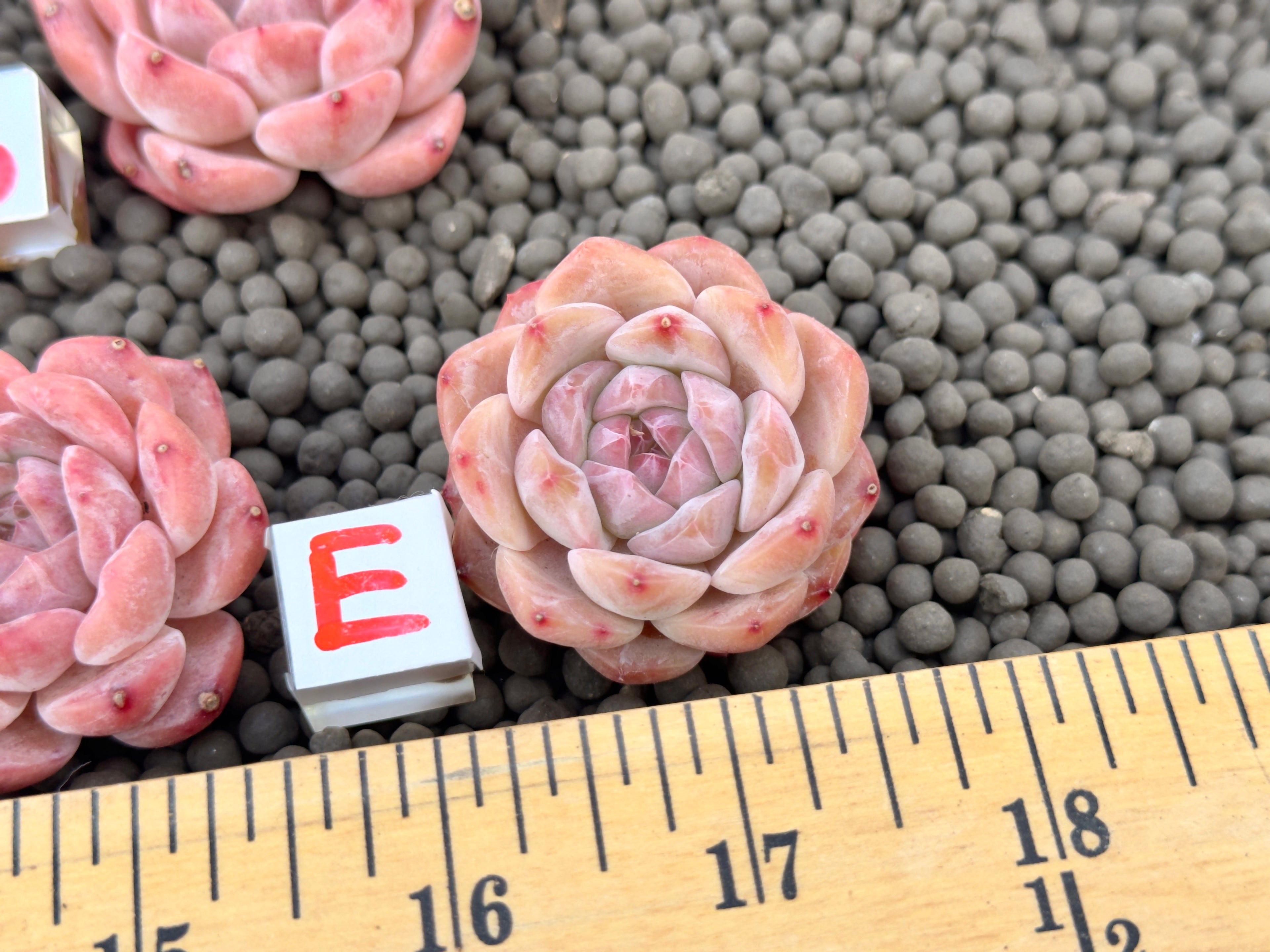 Echeveria Strawberry Cutie Imported Succulent Plant