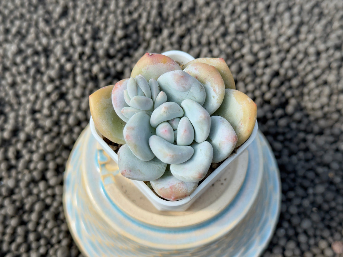 Graptoveria Snow Anna Imported Succulent Plant