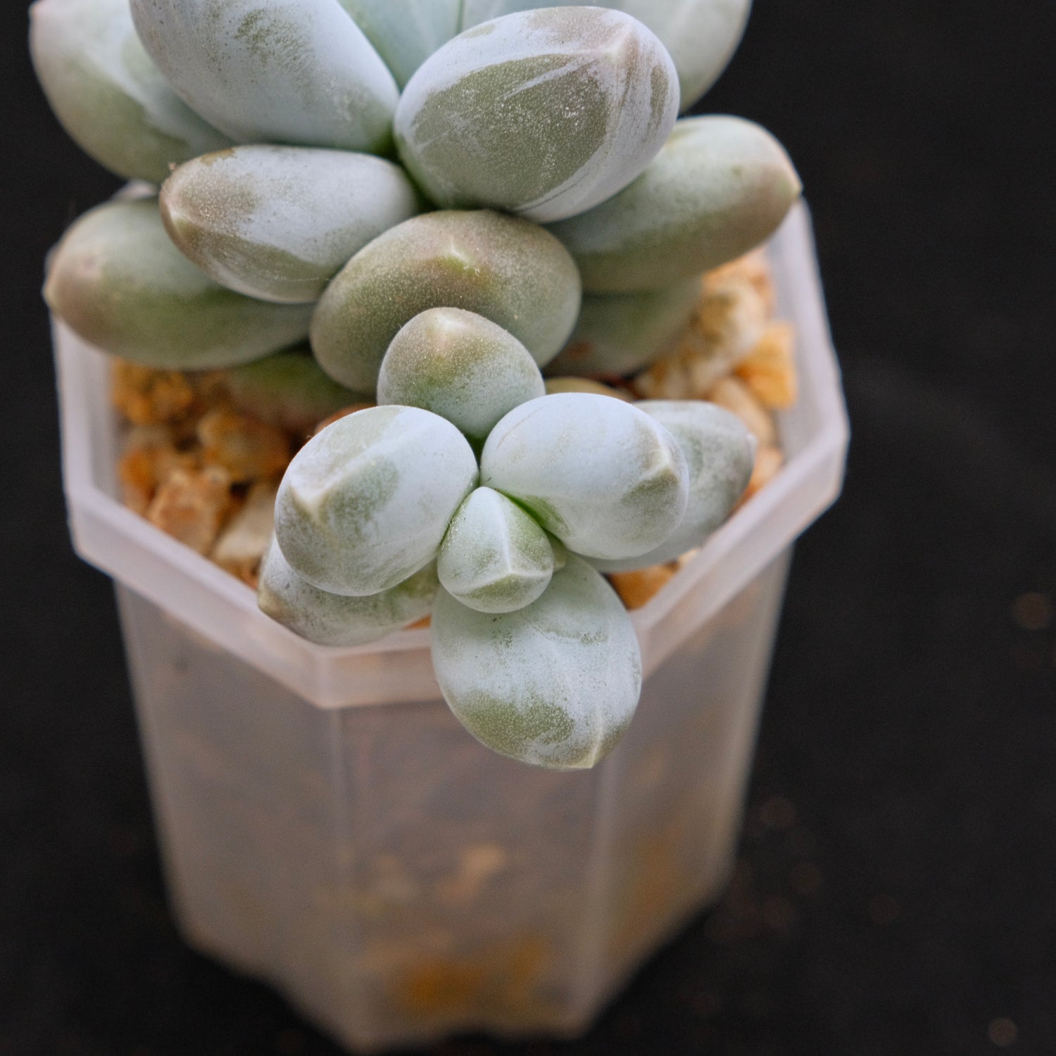 Pachyphytum Fresh Ball Korean Succulent Plant