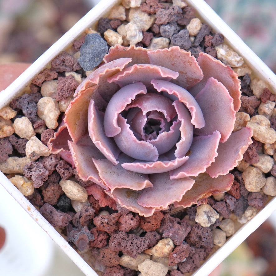 Echeveria shaviana Pink Frills Succulent Plant