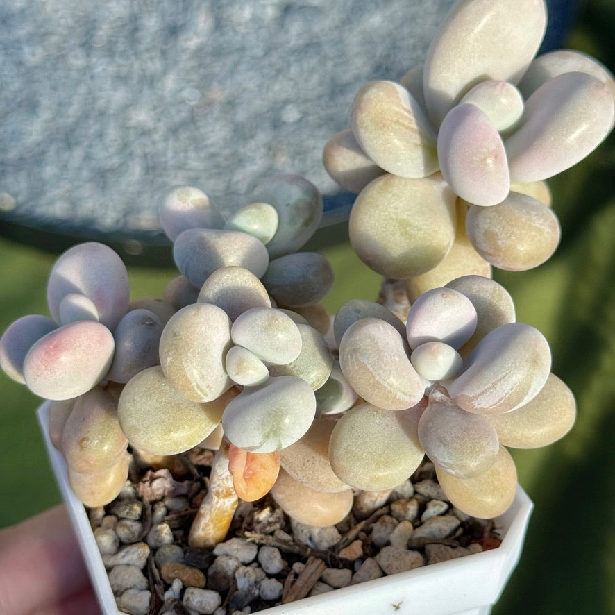 Graptopetalum amethystinum Korean Succulent Plant