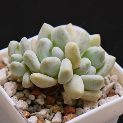 Pachyphytum Frevel Korean Succulent Plant 新香水