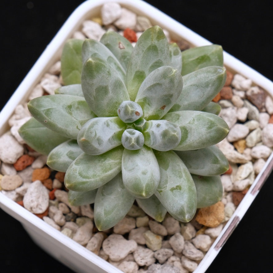 Pachyveria Organic Candy Korean Succulent Plant