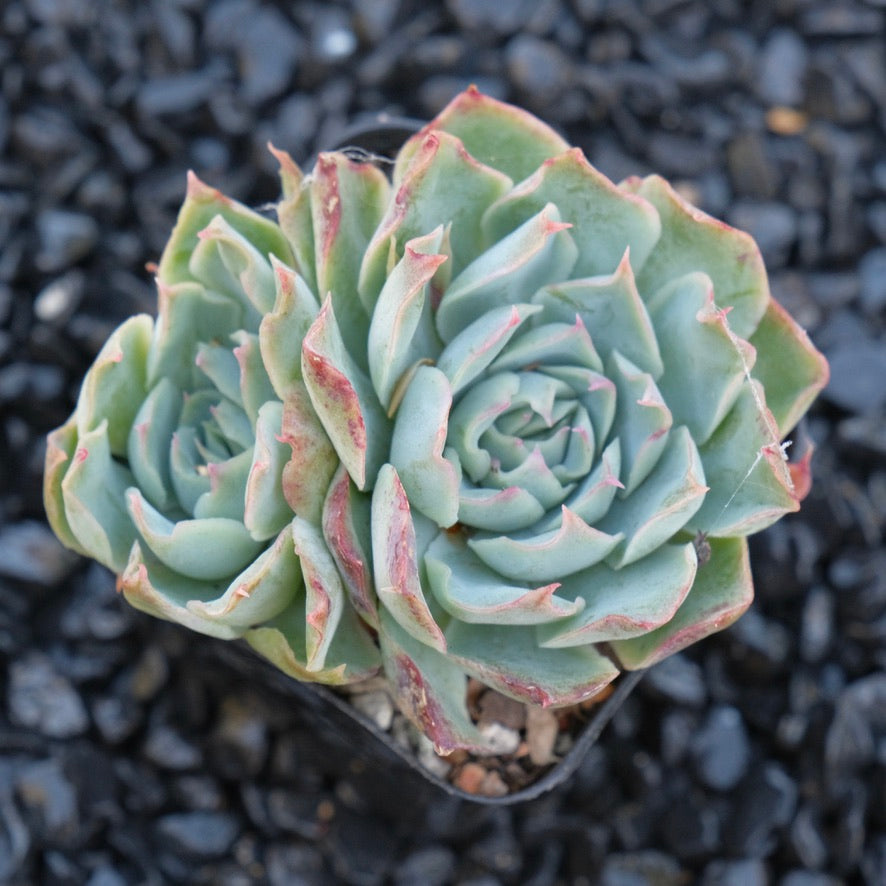 Echeveria Fire Flower B Changhee hybrid Korean Succulent Plant