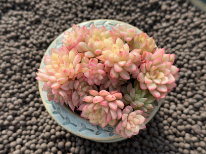 Variegated Echeveria Mebina Imported Succulent Plant