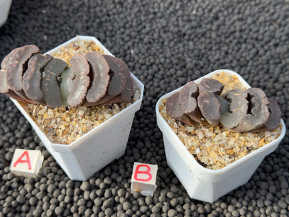 Haworthia truncata Imported Succulent Plant