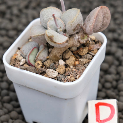 Adromischus Pink Snow Egg Imported Succulent Plant