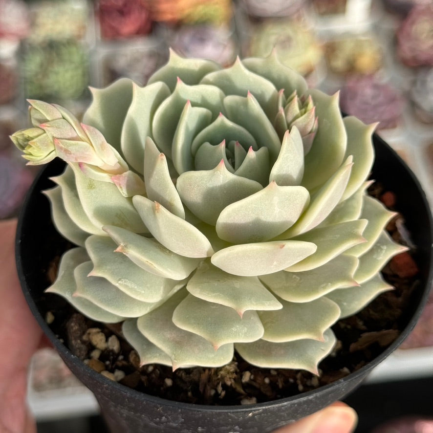 Echeveria Lola Succulent Plant