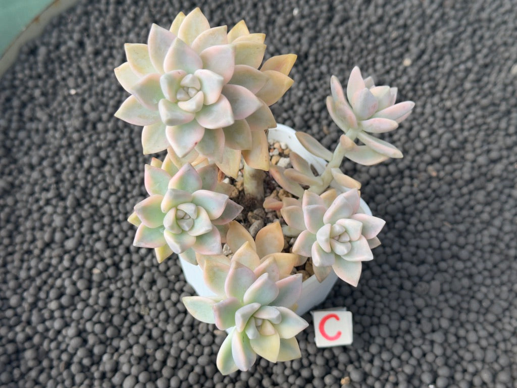 Variegated Graptosedum Ghosty Imported Succulent Plant