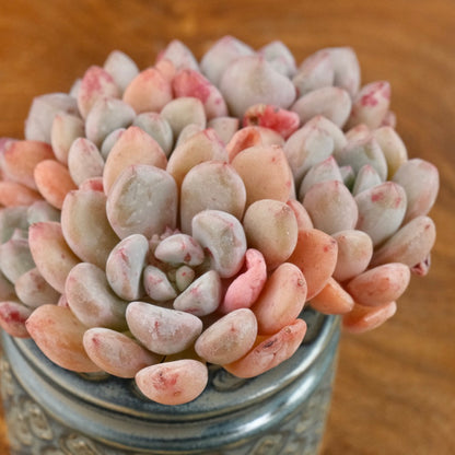 Graptoveria Amor Fati cluster Imported Succulent Plant