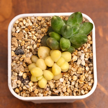 Variegated Pachyphytum compactum Imported Succulent Plant