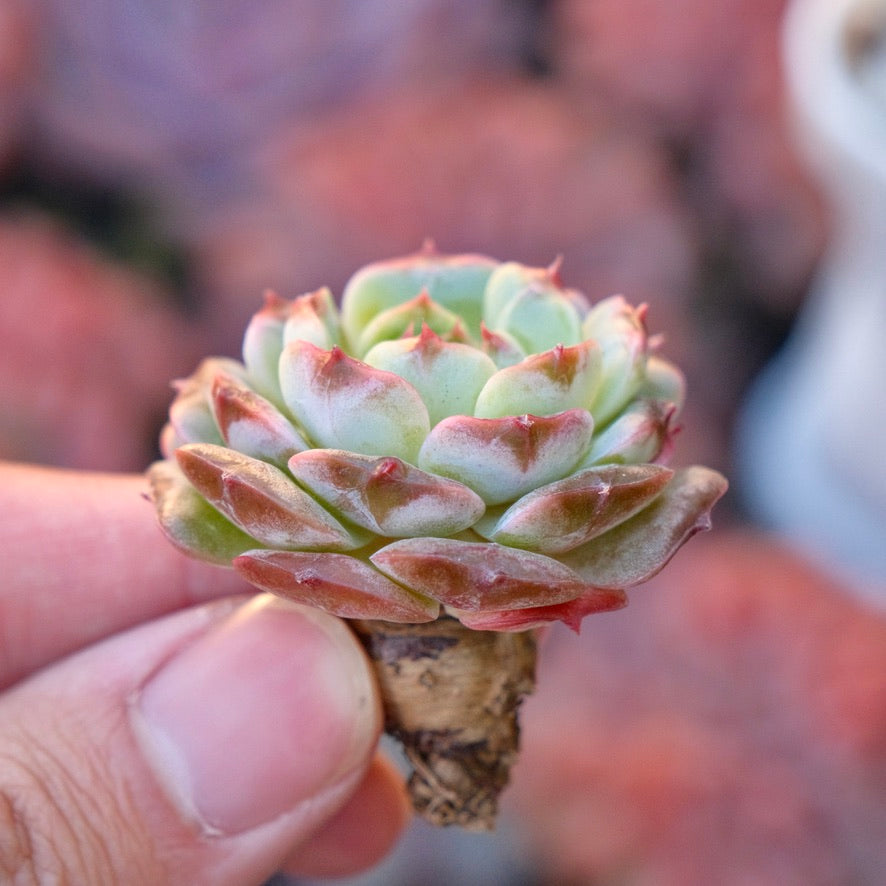 Echeveria Red Chocolate Ball Korean Succulent Plant *New*