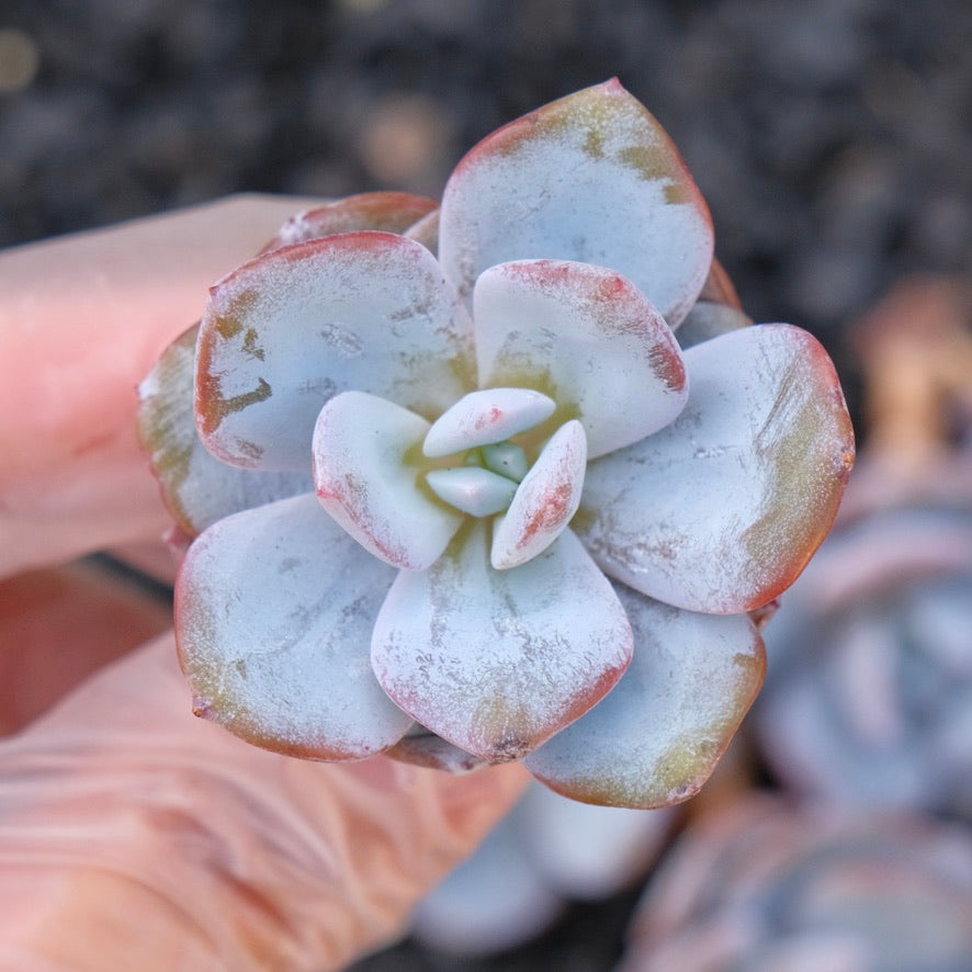 *New* Echeveria Cream Tea hybrid Korean Imported Succulent Plant