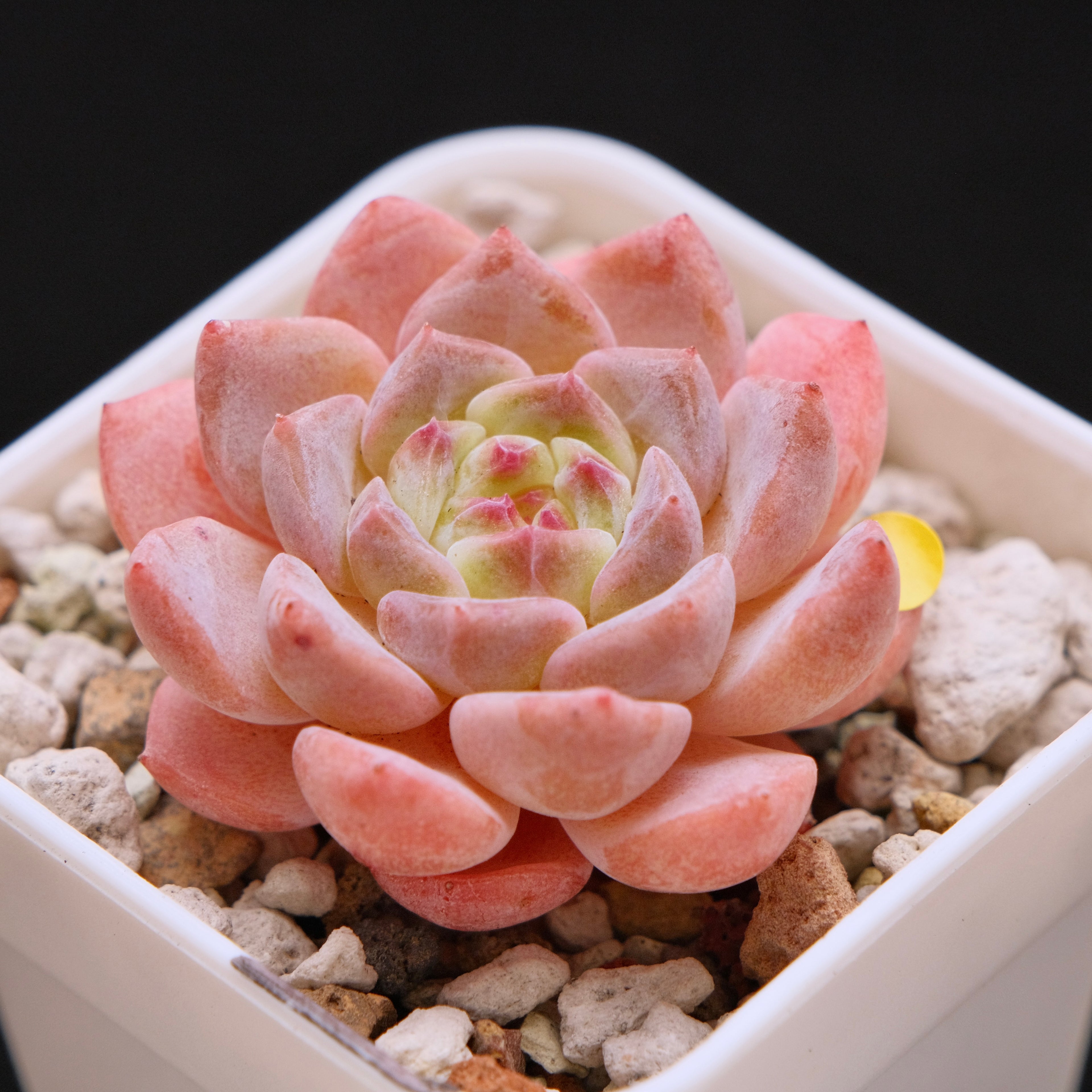 Echeveria Rosé Imported Succulent Plant *New* 月牙杂