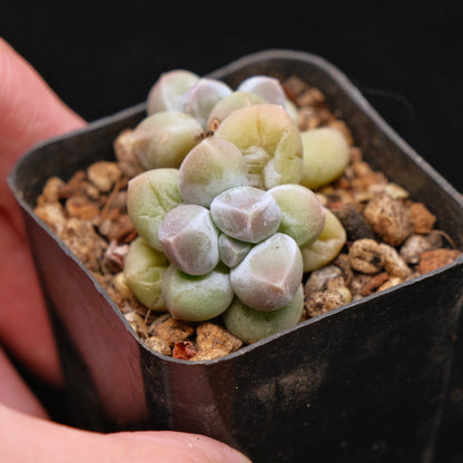 Pachyphytum Fresh Ball Korean Succulent Plant