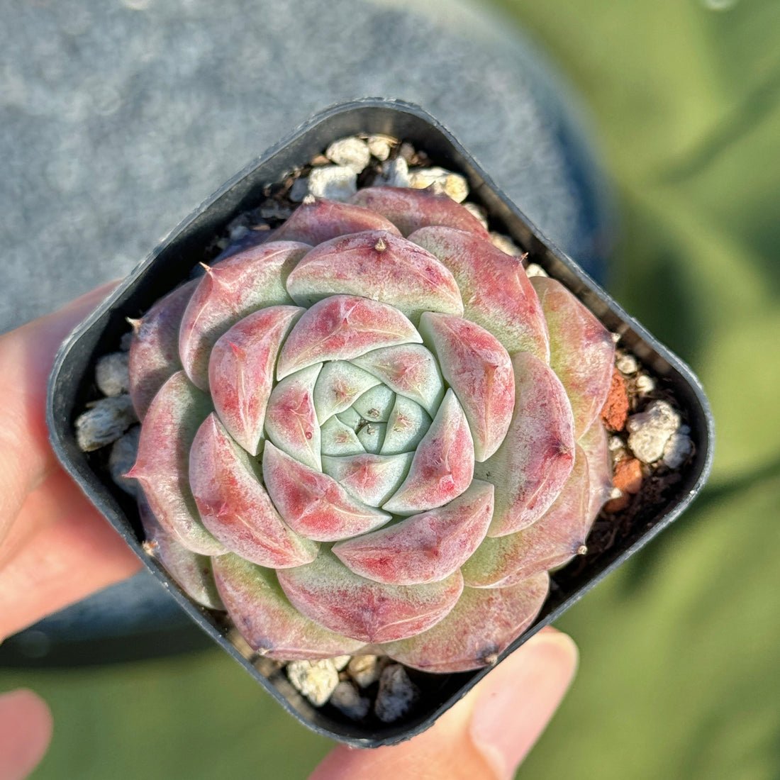 Echeveria Royal Star Korean Succulent Plant