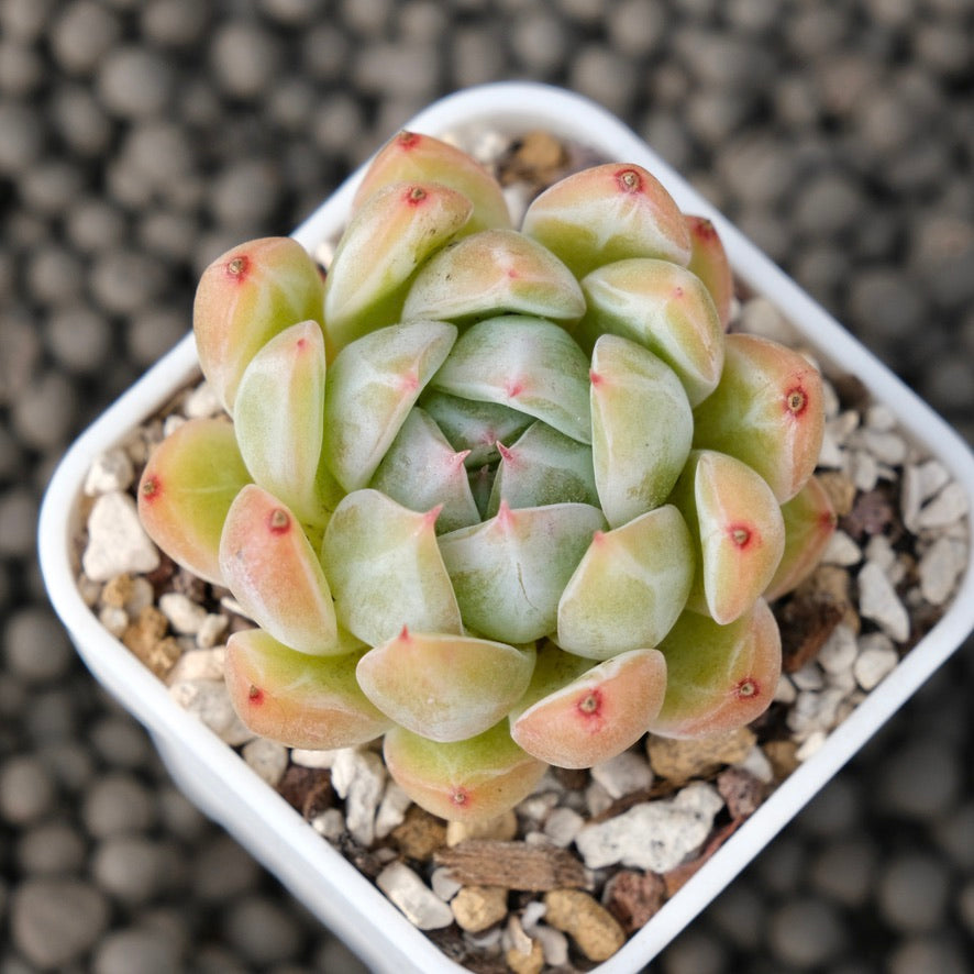 Echeveria Snowflake Jelly Korean Succulent Plant