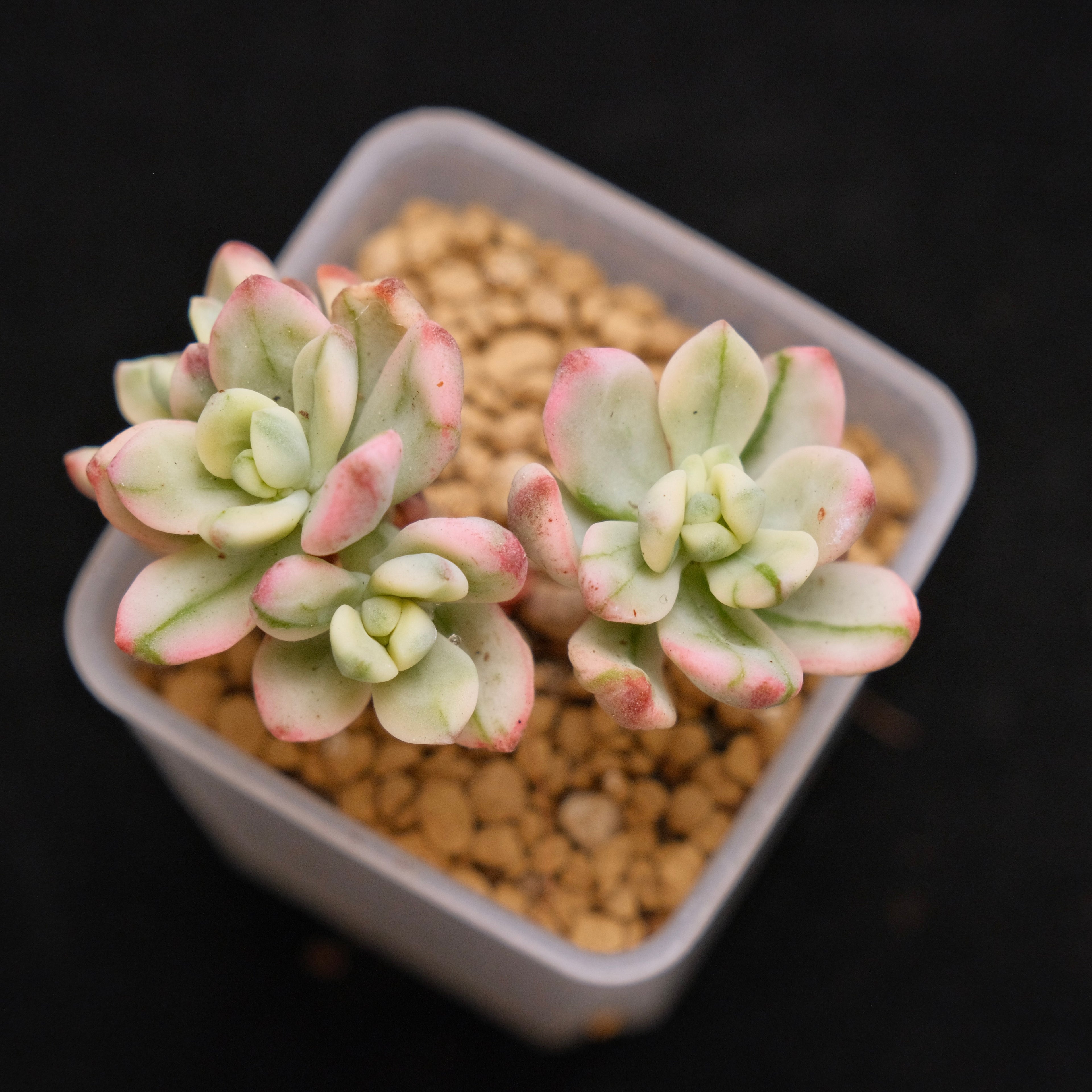 Variegated Sedeveria Satang baby Korean Succulent Plant