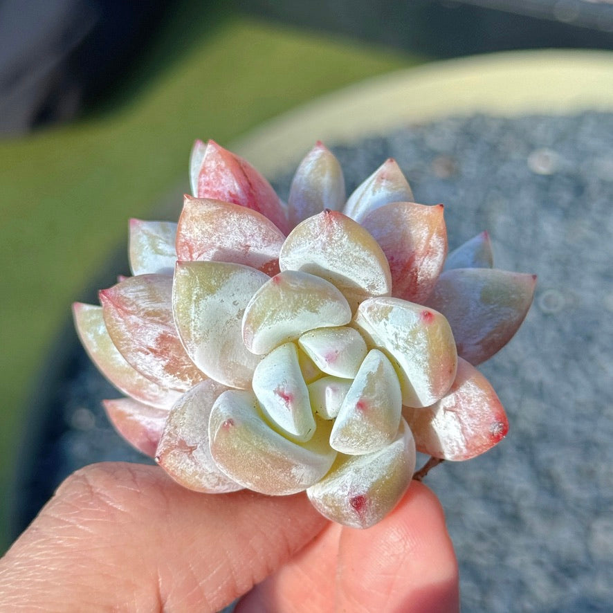Echeveria Trumso Succulent Plant C