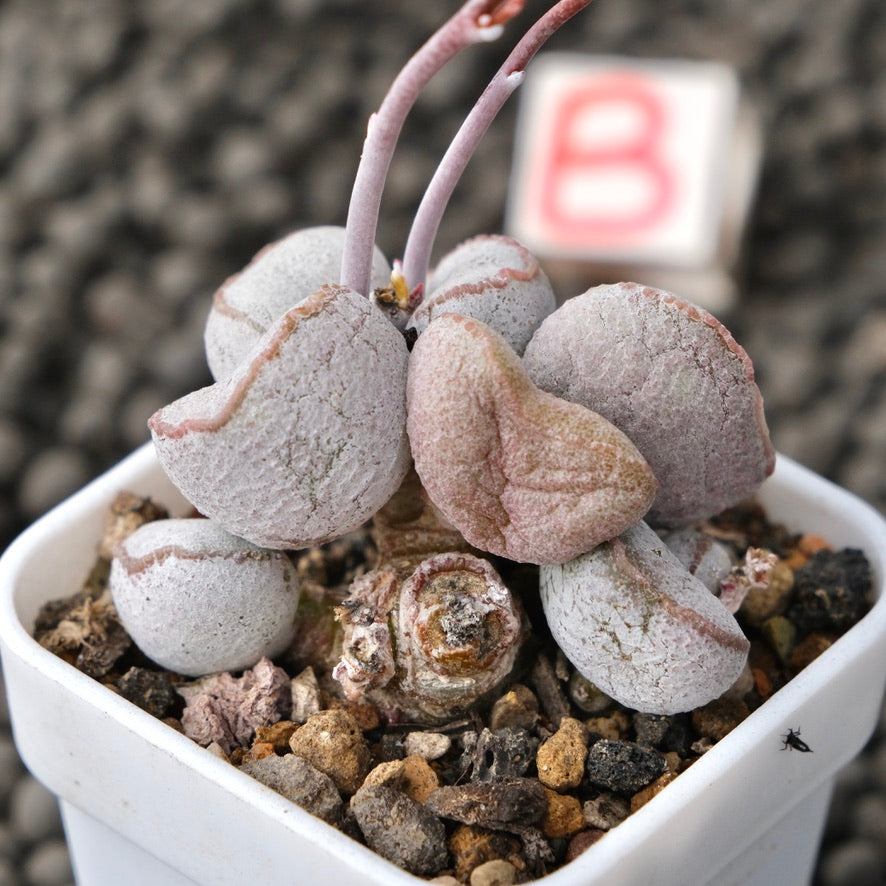 Adromischus Pink Ball Imported Succulent Plant