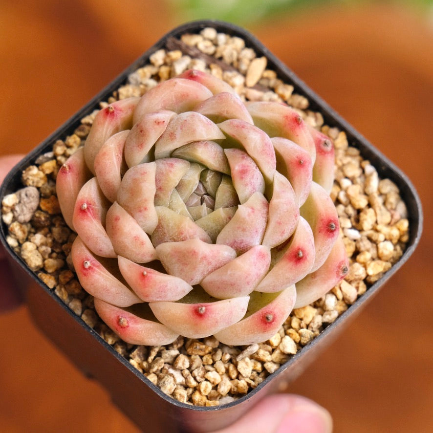 Echeveria Jelly Hybrid Imported Succulent Plant