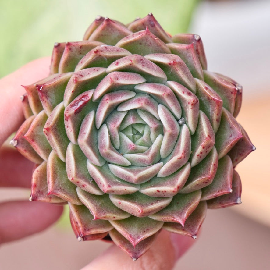 Echeveria Ruby High Korean Succulent Plant Changhee hybrid