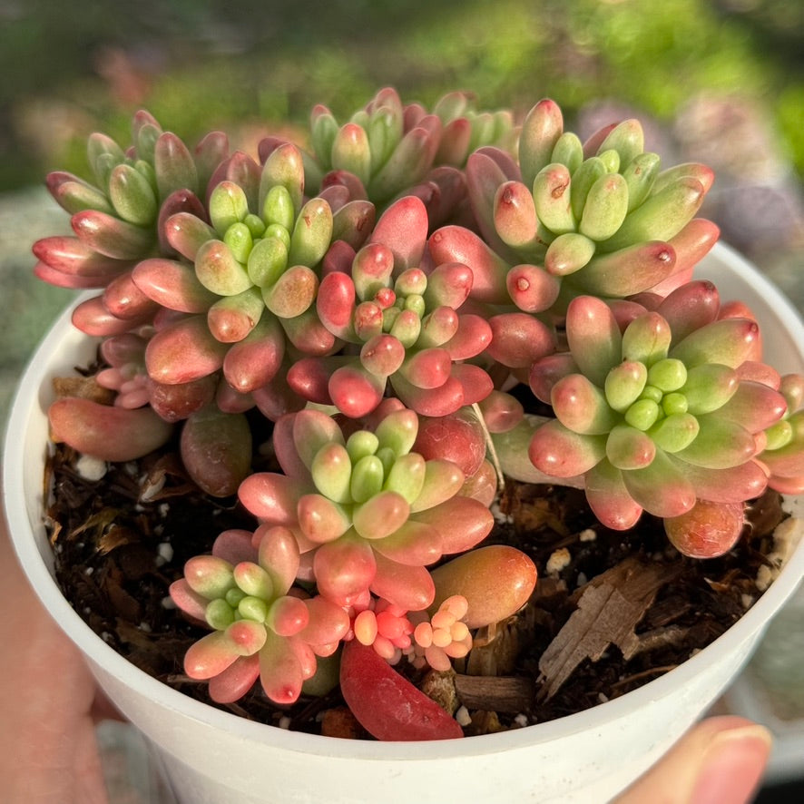 Variegated Sedum Aurora Succulent Plant