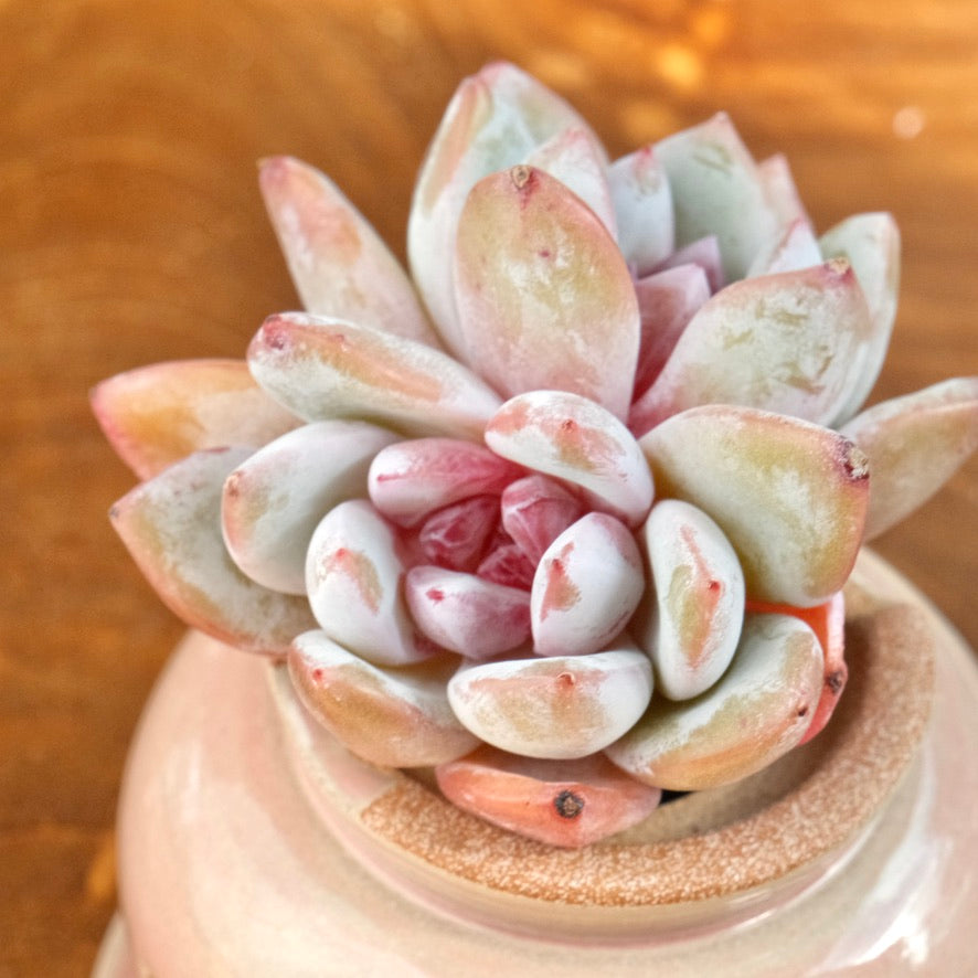 Echeveria Special Trumso double Imported Succulent Plant