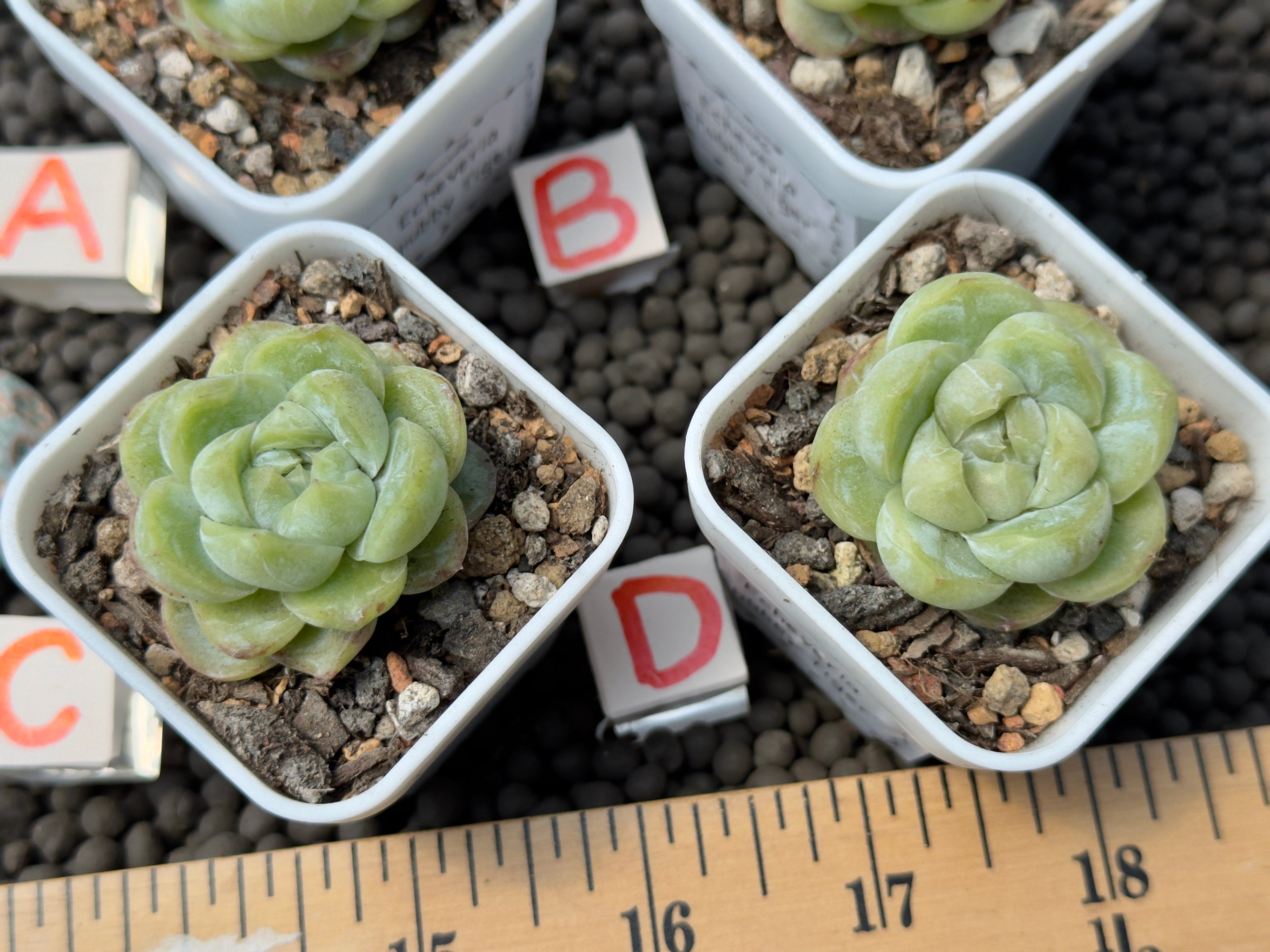 Echeveria Chubby Tiger Imported Succulent Plant