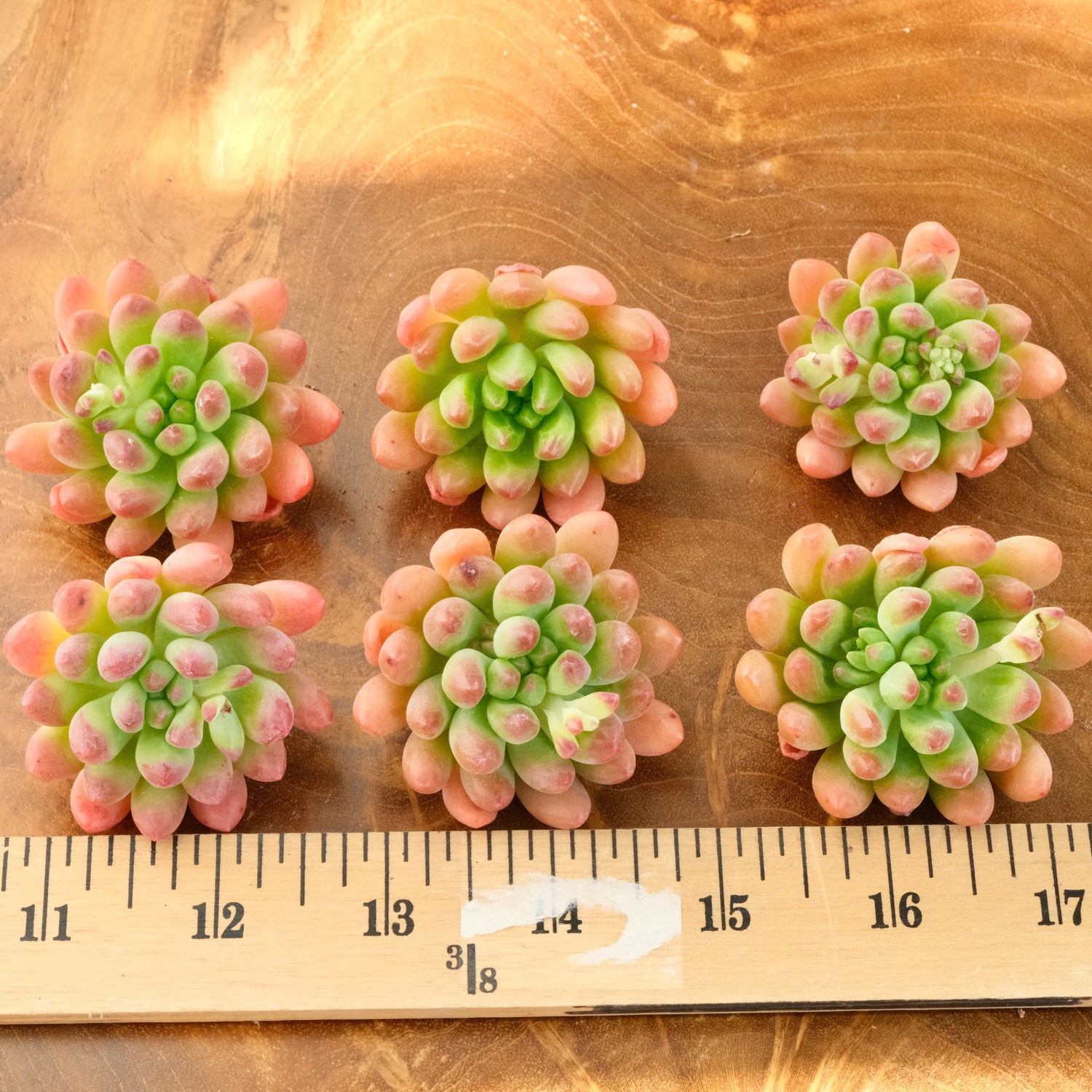 Sedeveria Attractive Korean Succulent Plant Mam and Sister hybrid