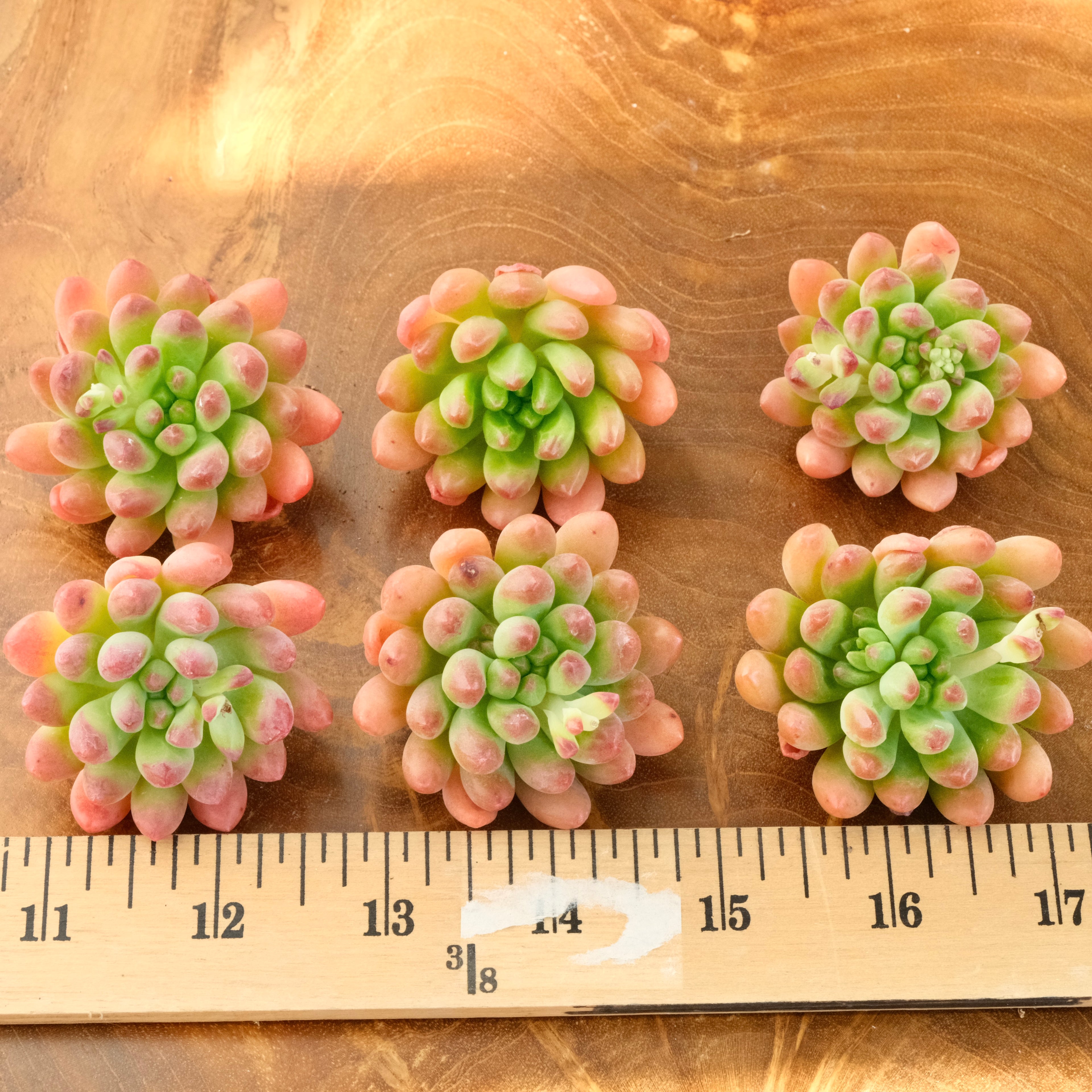 Sedeveria Attractive Korean Succulent Plant Mam and Sister hybrid