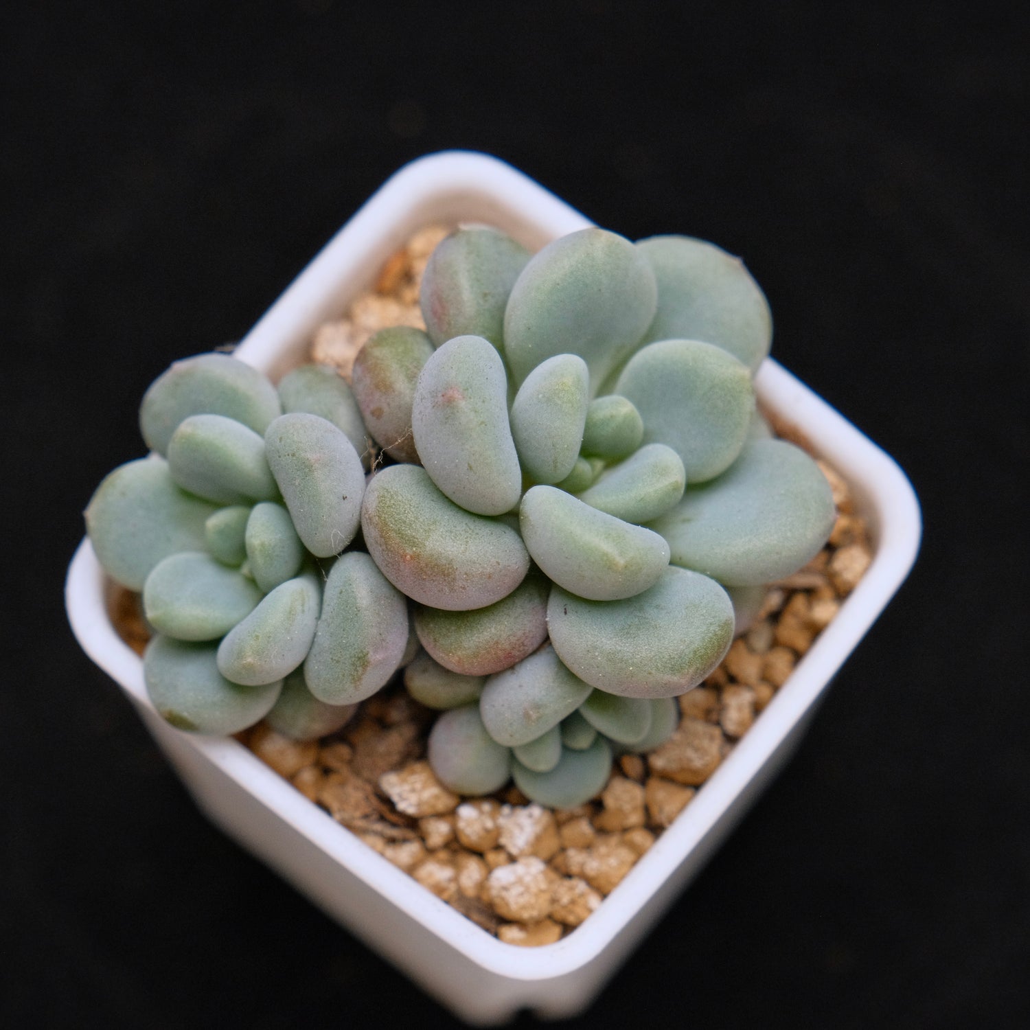 Graptoveria Omega Queen Korean Succulent Plant