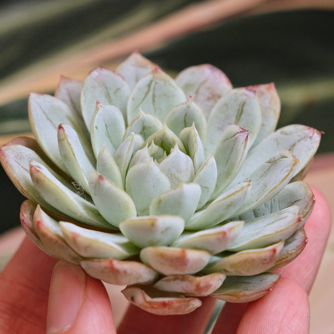 Echeveria Ode to Star Korean Succulent Plant *New*