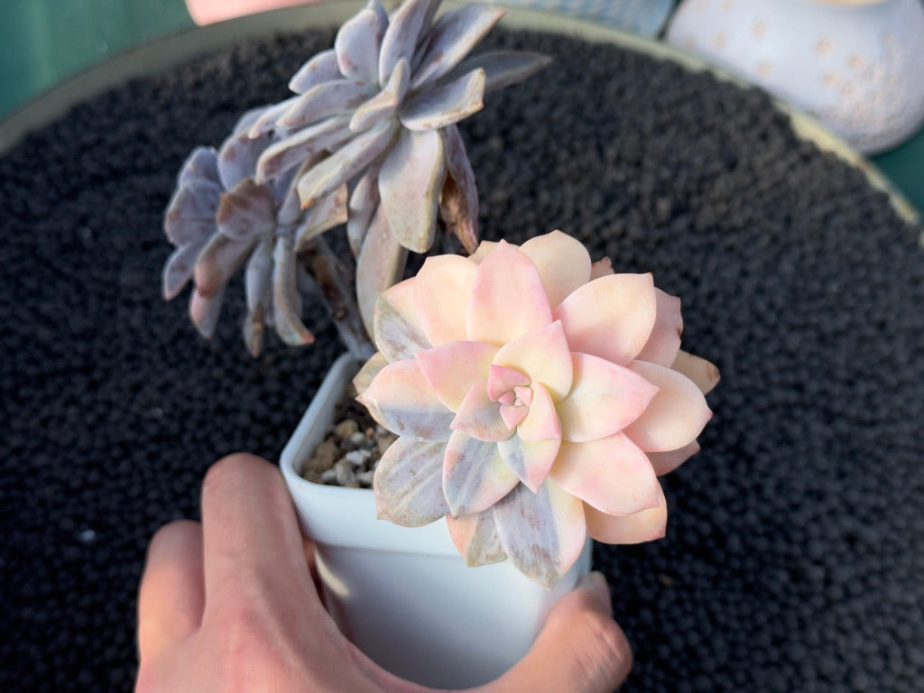 Variegated Graptopetalum Superbum Imported Succulent Plant