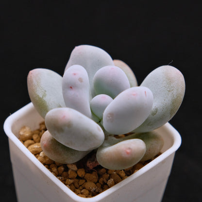 Pachyphytum oviferum Korean Succulent Plant