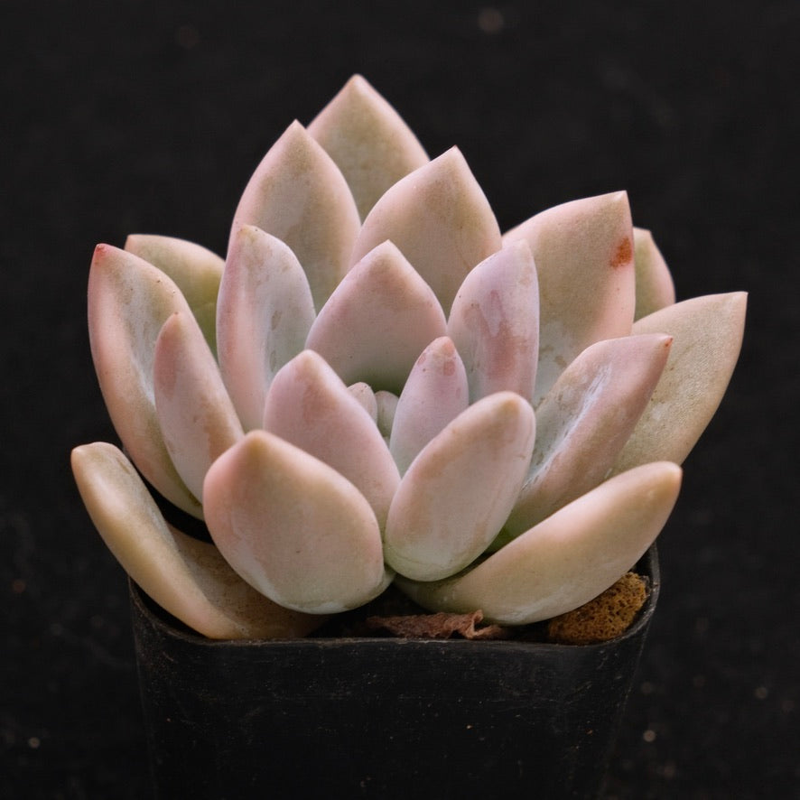 Variegated Graptoveria Opalina Korean Succulent Plant