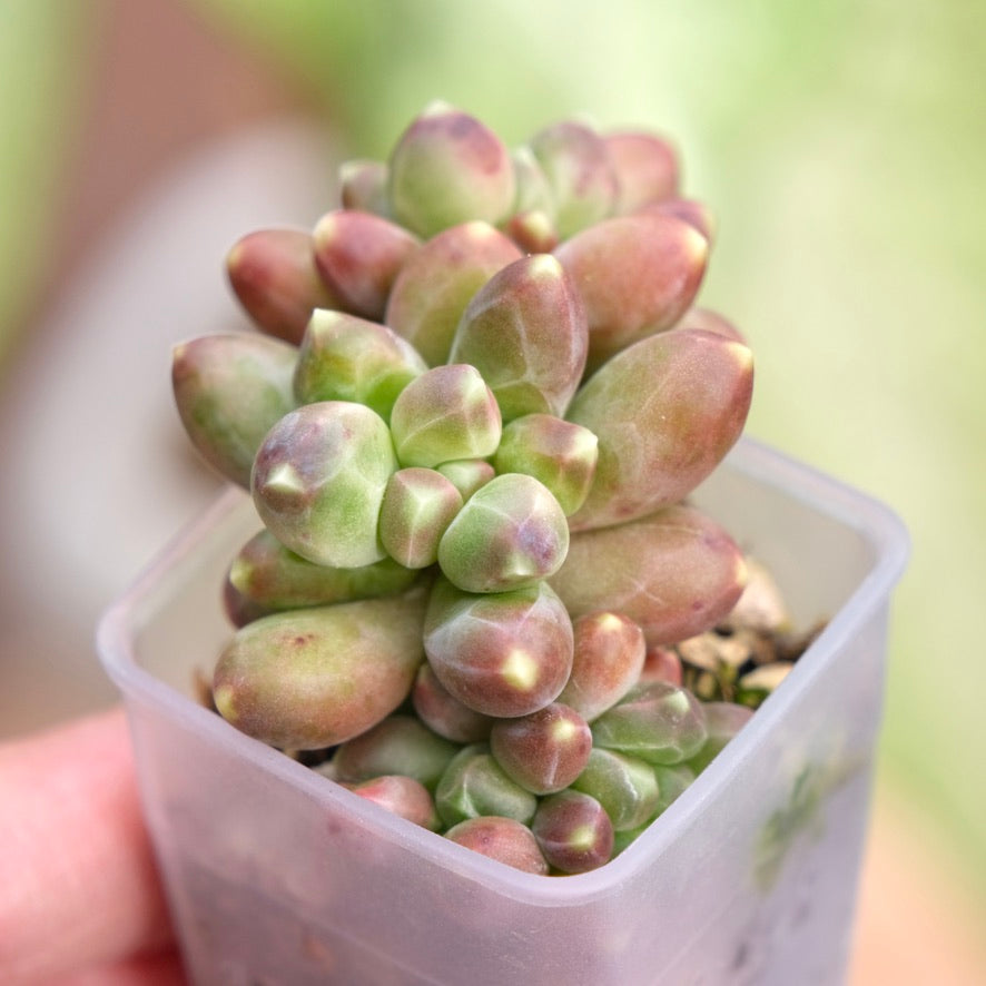 Pachyphytum compactum Korean Succulent Plant