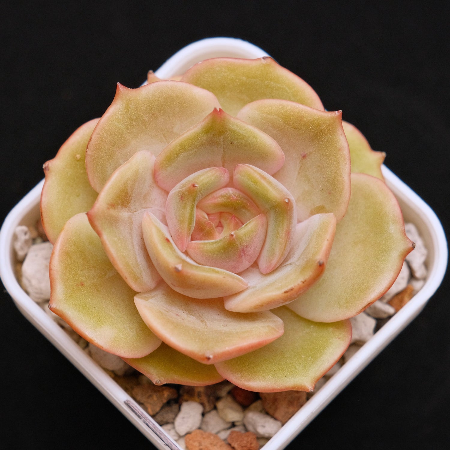 Echeveria Angelina Korean Succulent Plant *New*