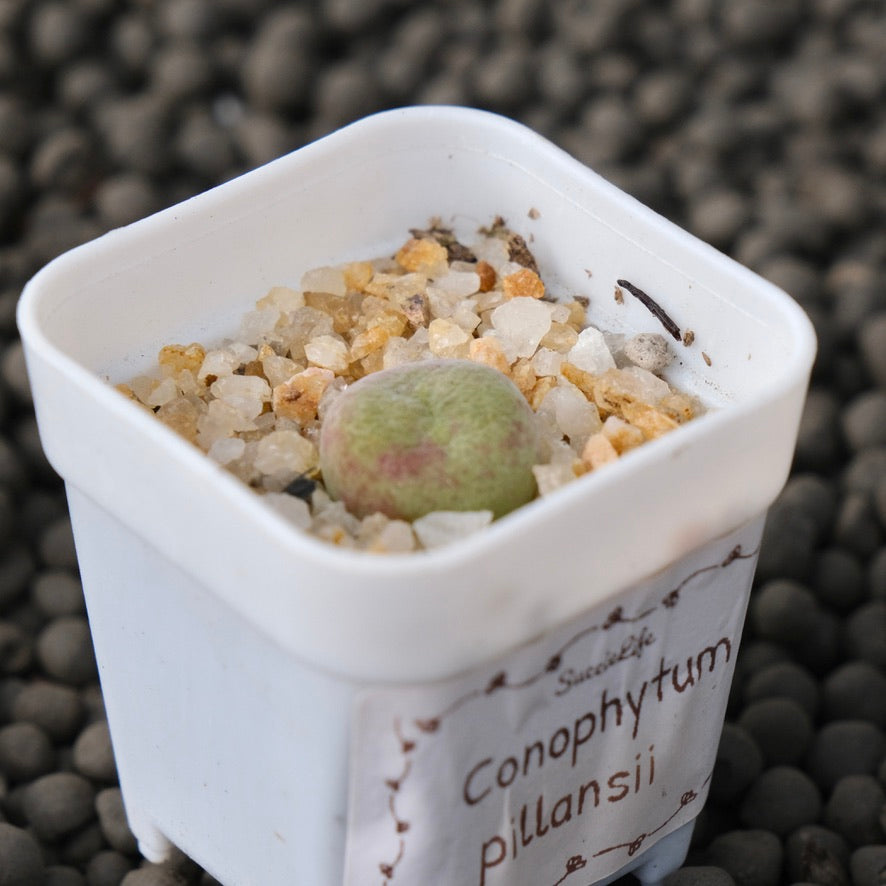 Conophytum pillansii Imported Succulent Plant