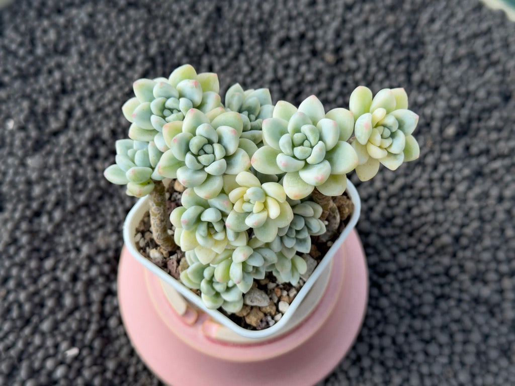 Variegated Sedum clavatum Imported Succulent Plant