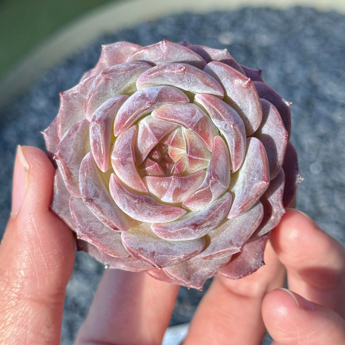 Echeveria Jelly Hybrid Succulent Plant B