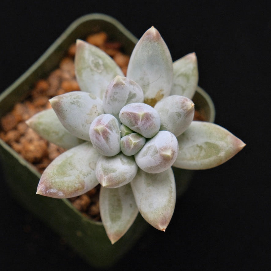 Pachyveria Cloud Finger Korean Succulent Plant