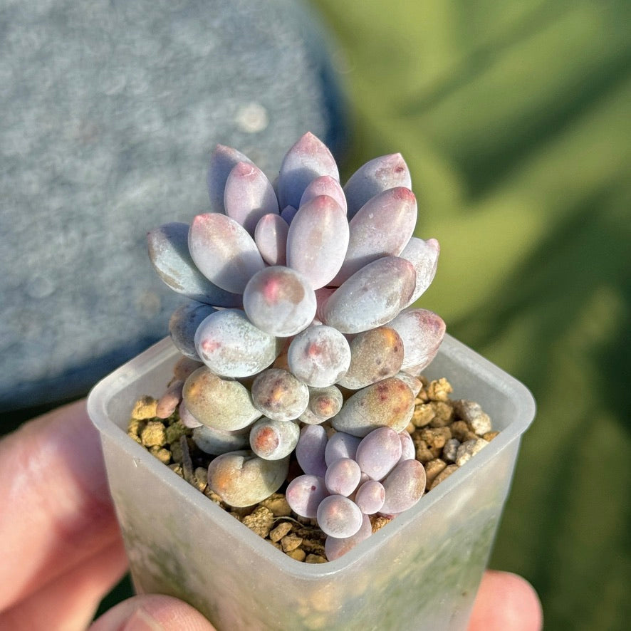 Pachyphytum Baby Finger Korean Succulent Plant