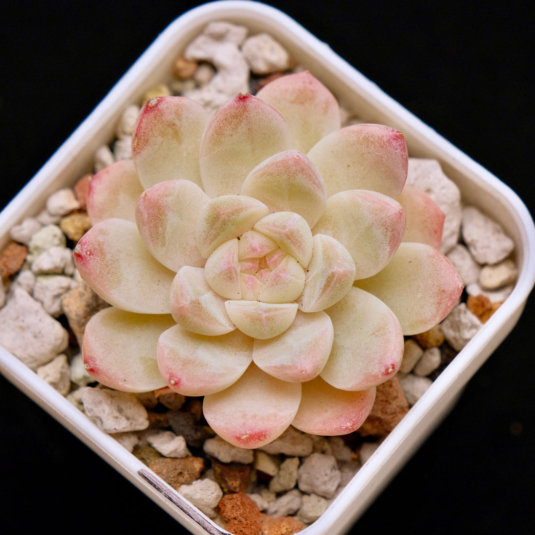 Echeveria Jelly hybrid (seedling) Imported Succulent Plant *New* 糖心杂