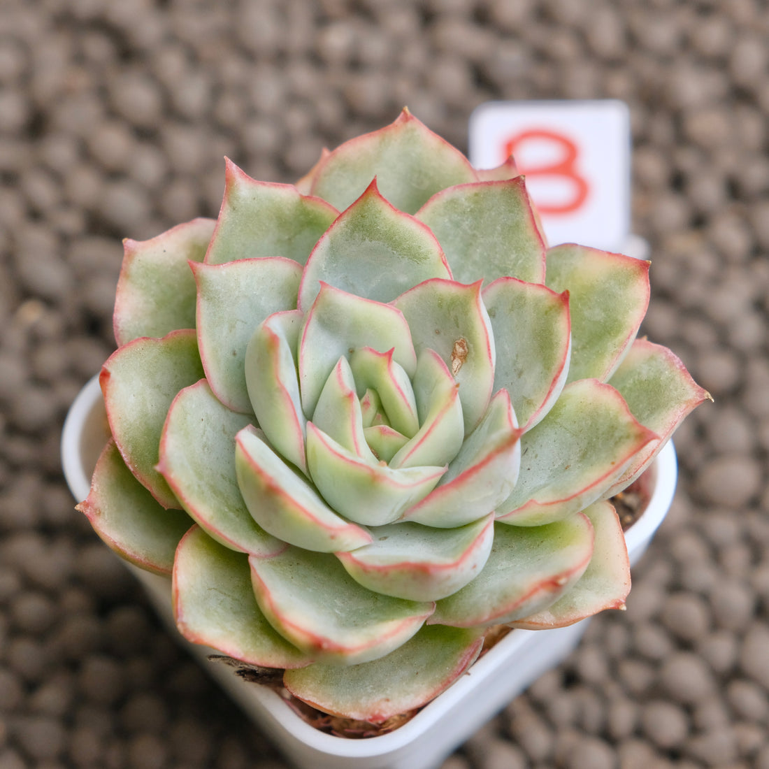 Variegated Echeveria Esther Imported Succulent Plant - B