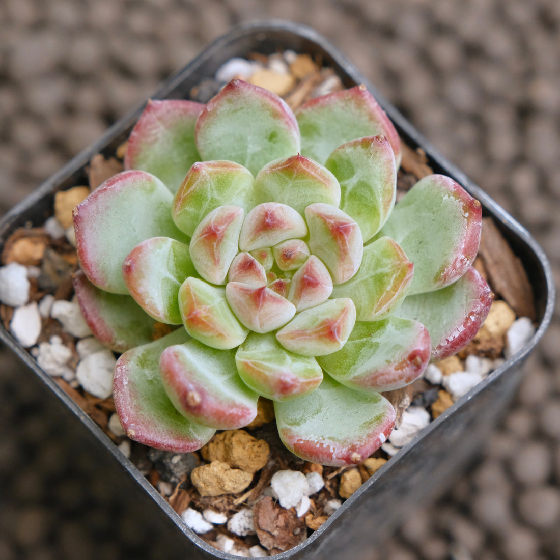 Echeveria Monroe x Sarahime (changhee hybrid) Korean Succulent Plant