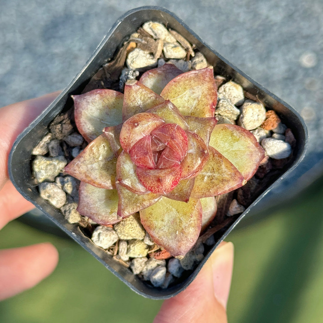 Echeveria Organic Pink Korean Succulent Plant